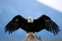 El vuelo del Aguila