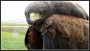 halcon-harris