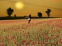 amapolas2