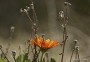 Resiliencia-