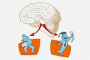 Neuroquotien-N